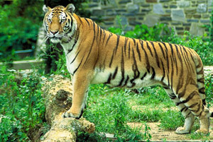 bengalski tigar slika