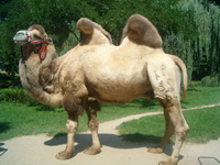 dvogrba kamila