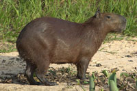 kapibara slika