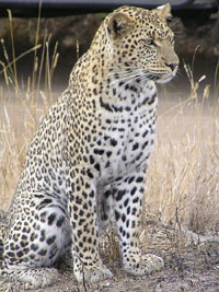 leopard slika