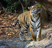 placentni sisar macka bengalski tigar