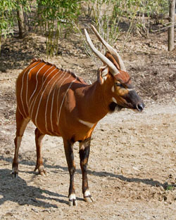 bongo antilopa