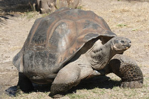 galapagos kornjaca