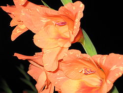 gladiole