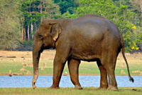 indijski slon na reci
