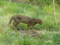 jaguarundi slika