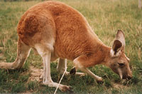 kengur slika