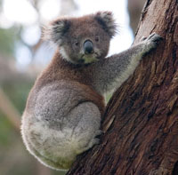 koala slika