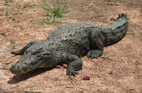 nilski krokodil