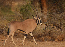 oriks antilopa slika