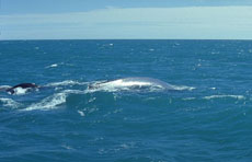 plavi kit slika